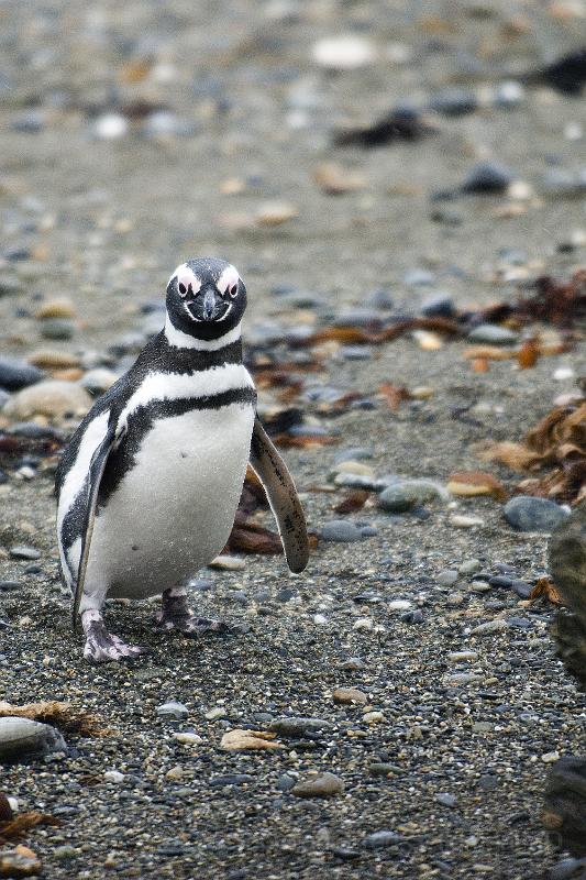 20071214 110010 D200 3900x2600.jpg - March of the Penguins, Otway Sound, Puntas Arenas, Chile